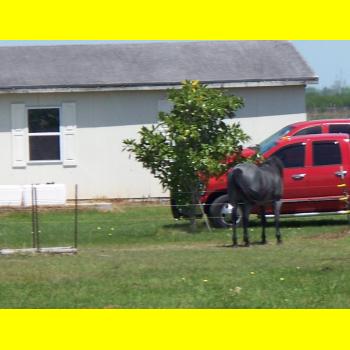 100_0264_scenery_horse.JPG 74.5K