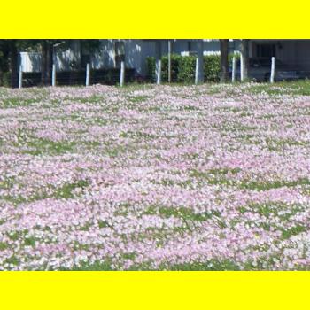 100_0302_wildflowers.JPG 149.7K