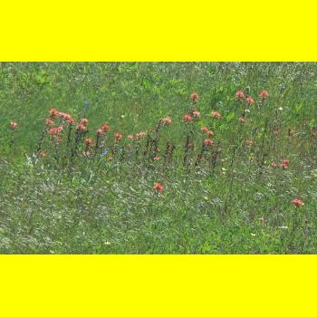 100_0342_Wildflowers.JPG 156.9K